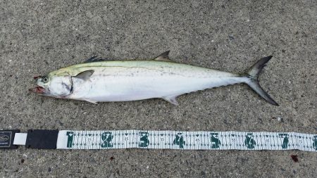 サワラ釣れてます！